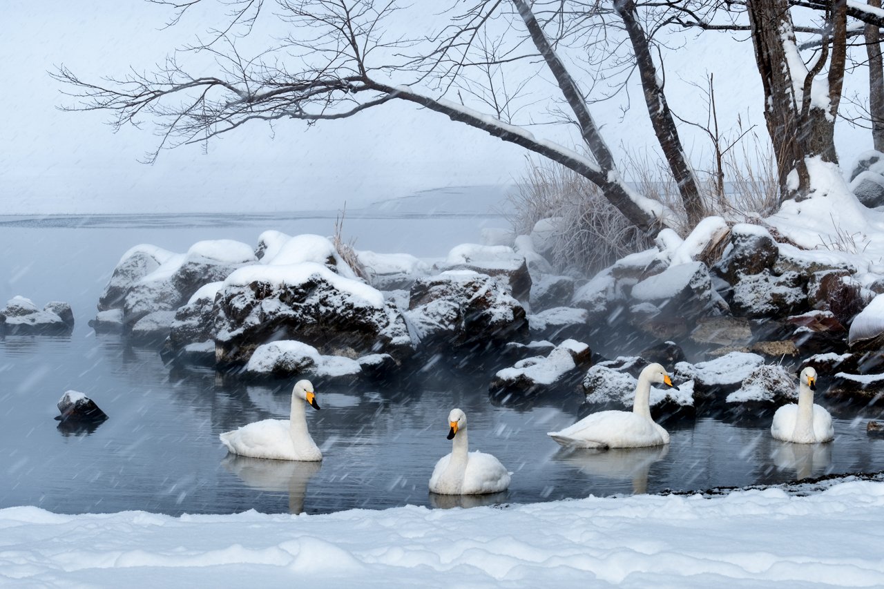 ♨️ 굿샤로호 모래탕(굿샤로코 스나유) 이미지 6